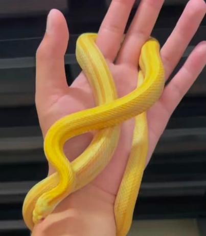 颜夕自繁宠物蛇出售-颜夕资源网-第26张图片 颜夕自繁宠物蛇出售-颜夕资源网-第26张图片