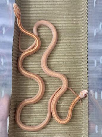 颜夕自繁宠物蛇出售-颜夕资源网-第21张图片 颜夕自繁宠物蛇出售-颜夕资源网-第21张图片