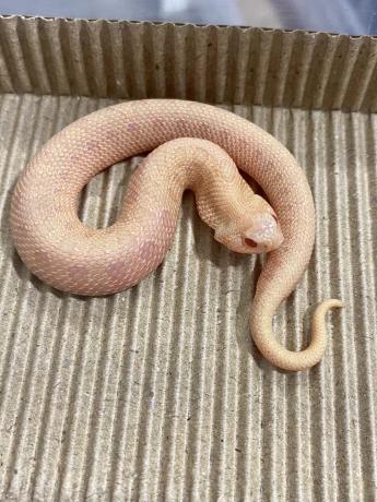 颜夕自繁宠物蛇出售-颜夕资源网-第23张图片 颜夕自繁宠物蛇出售-颜夕资源网-第23张图片