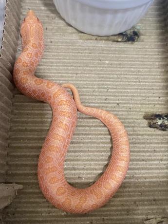 颜夕自繁宠物蛇出售-颜夕资源网-第25张图片 颜夕自繁宠物蛇出售-颜夕资源网-第25张图片