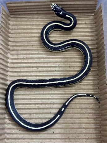 颜夕自繁宠物蛇出售-颜夕资源网-第18张图片 颜夕自繁宠物蛇出售-颜夕资源网-第18张图片