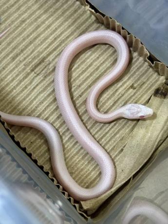 颜夕自繁宠物蛇出售-颜夕资源网-第16张图片 颜夕自繁宠物蛇出售-颜夕资源网-第16张图片