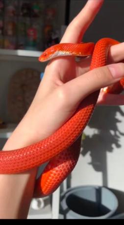 颜夕自繁宠物蛇出售-颜夕资源网-第27张图片 颜夕自繁宠物蛇出售-颜夕资源网-第27张图片