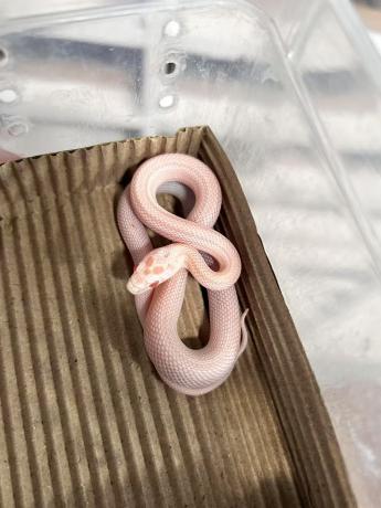 颜夕自繁宠物蛇出售-颜夕资源网-第20张图片 颜夕自繁宠物蛇出售-颜夕资源网-第20张图片