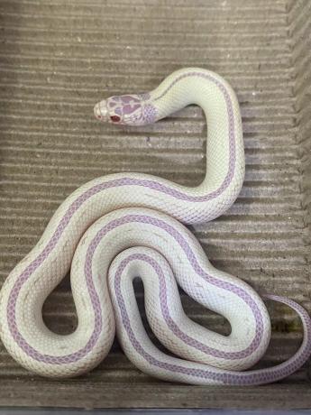 颜夕自繁宠物蛇出售-颜夕资源网-第24张图片 颜夕自繁宠物蛇出售-颜夕资源网-第24张图片