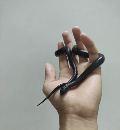 颜夕自繁宠物蛇出售-颜夕资源网-第15张图片 颜夕自繁宠物蛇出售-颜夕资源网-第15张图片