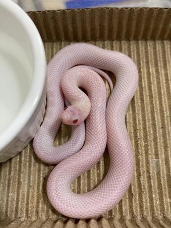 颜夕自繁宠物蛇出售-颜夕资源网-第22张图片 颜夕自繁宠物蛇出售-颜夕资源网-第22张图片