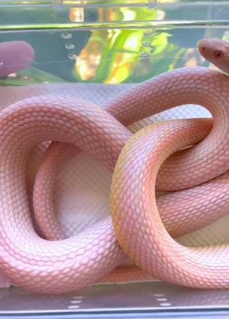 颜夕自繁宠物蛇出售-颜夕资源网-第19张图片 颜夕自繁宠物蛇出售-颜夕资源网-第19张图片
