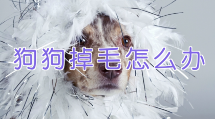 宠物训练-训狗教程Dog Training-颜夕资源网-第16张图片